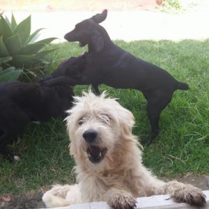 Petunio in front, Kalindi and her brother Cariñoso