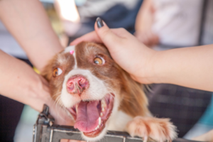 Peopls playing with a puppy