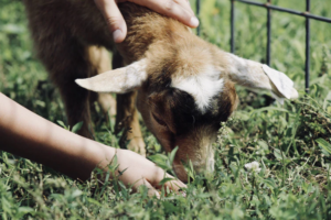 An animal eating the grass