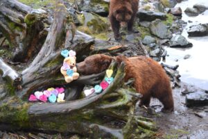 bear in sanctuary
