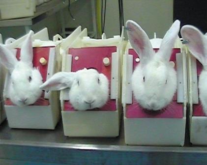 rabbits_animal_testing