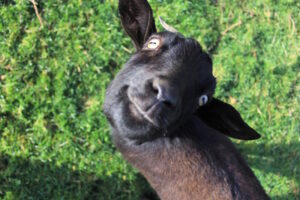sheep