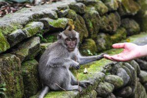 monkey
