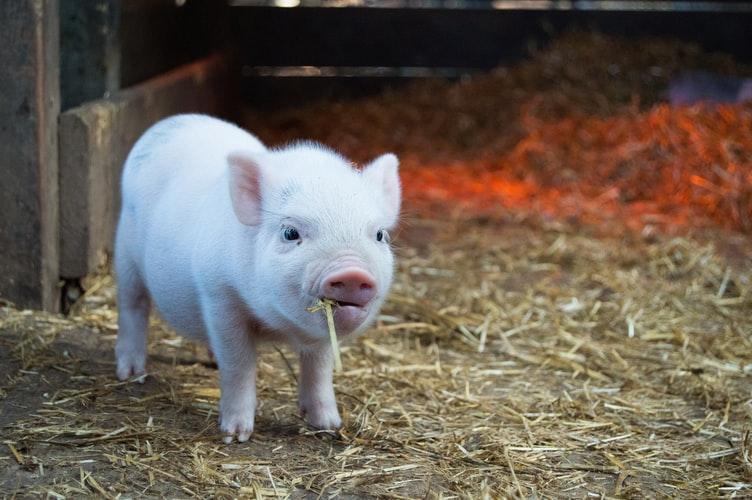 cute little pig