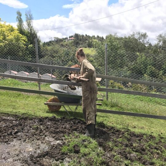 Amber-Cow-Poop-Scoop