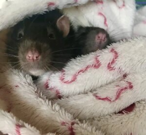 sleeping-mouse
