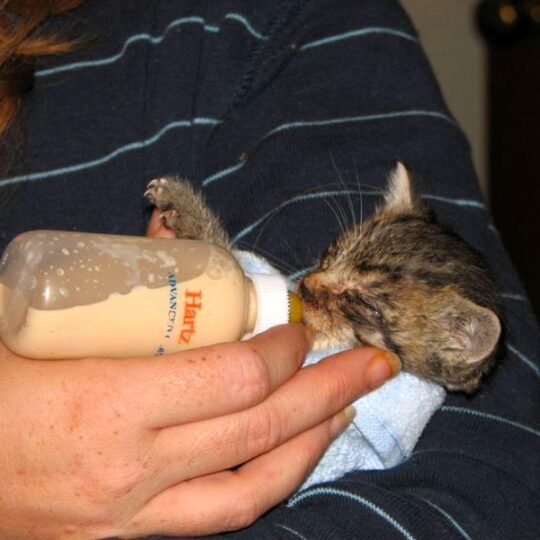 feeding a kitten