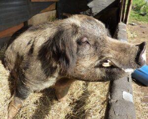 pig farm sanctuary