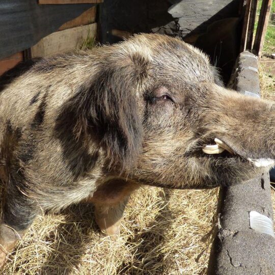 pig farm sanctuary