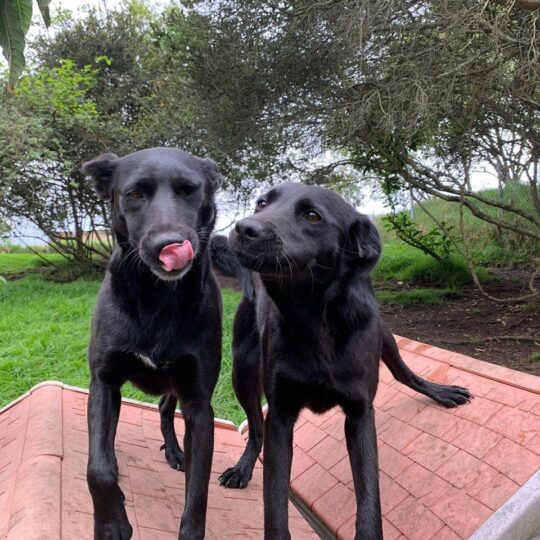 dogs - Juliana animal sanctuary