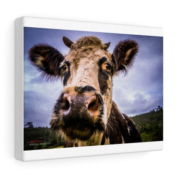 Canvas Gallery Gita the rescued cow