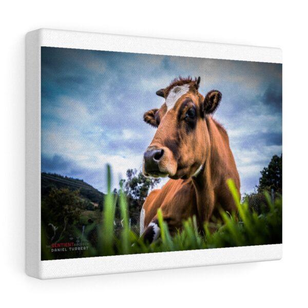 Canvas Gallery Balarama the rescue bull