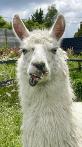 Gojo, who was rescued on the same day as Forrest