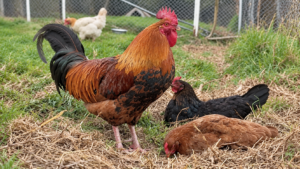 Gito and chickens